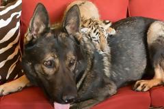 O σκύλος που υιοθέτησε... δύο εγκαταλελειμμένα τιγράκια