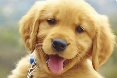 Τι σημαίνουν οι κινήσεις του σκύλου σας;