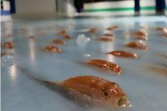 Θύελλα αντιδράσεων για το παγοδρόμιο με τα 5.000 κατεψυγμένα ψάρια