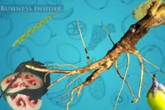 Πώς ήταν τα φρούτα και τα λαχανικά πριν από εκατοντάδες χρόνια [video]