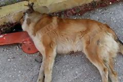 Ηλικιωμένη κατηγορείται για δηλητηρίαση σκύλου στην Αμαλιάδα