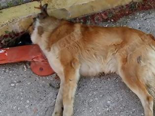 Φωτογραφία για Ηλικιωμένη κατηγορείται για δηλητηρίαση σκύλου στην Αμαλιάδα