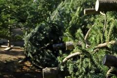 Η κρίση χτύπησε και τα έλατα