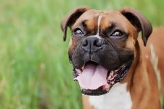 Γιατί τα εμβόλια είναι τόσο σημαντικά για την υγεία του σκύλου μας;