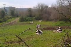 Θανατώθηκαν βοοειδή στην Κορώνη Πρέβεζας – Η οζώδης δερματίτιδα χτύπησε την «πόρτα» μας