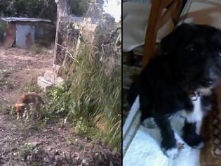 Φωτογραφία για Πέρα Χαβάρι Ηλείας: Δηλητηρίασε τον σκύλο της γειτόνισσας της για να την εκδικηθεί επειδή ...