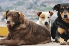 Αντιμέτωποι με τη δικαιοσύνη πατέρας και γιος για κακοποίηση σκυλιών