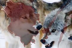 «Δεν έχω δει ποτέ στη ζωή μου κάτι ανάλογο»-Αγέλη λύκων σπέρνει τον τρόμο στο Μέτσοβο