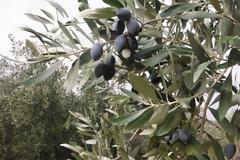 Σέρρες: Μάζεψαν δέκα τόνους ελιές από ξένο ελαιώνα!