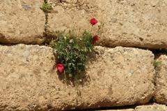 Ἐλπὶς ἐν ἀνθρώποισι