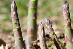 Προσβολές από σκωρίαση σε φυτείες µε σπαράγγια στη Θεσπρωτία