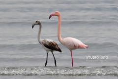 Ναύπλιο: Πανέμορφα φλαμίνγκο στον υδροβιότοπο