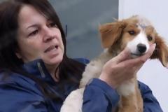 Φρικτός βασανισμός σκύλου στον Πύργο, του ξερίζωσαν ακόμη και τα δόντια