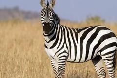 Φωτογραφία: Η ζέβρα που χάνει τις λωρίδες της και γίνεται μαύρη...