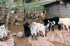 Τρίκαλα: Η πιο ανορθόγραφη αγγελία - Βοσκός θέλει να πουλήσει 150 γιδοπρόβατα! [photo]