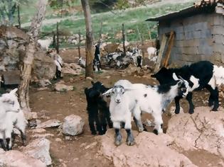 Φωτογραφία για Τρίκαλα: Η πιο ανορθόγραφη αγγελία - Βοσκός θέλει να πουλήσει 150 γιδοπρόβατα! [photo]