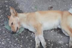 Φόλες και νεκρά σκυλιά στο κέντρο του Αγρινίου