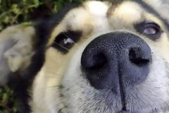 Ο σημαντικός ρόλος της μύτης του σκύλου που σίγουρα δεν ξέρεις