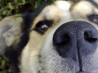 Φωτογραφία για Ο σημαντικός ρόλος της μύτης του σκύλου που σίγουρα δεν ξέρεις