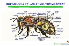 Ηρθε η ώρα να γνωρίσετε τη θαυμαστή κοινωνία της Μελισσών...