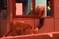 Αυτό δεν το έχετε ξαναδεί σίγουρα! Υπάλληλος διοδίων ταΐζει... αλεπού [video]