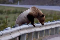 Την προσοχή των οδηγών εφιστά η Καλλιστώ για την προστασία 2 αρκούδων που προσεγγίζουν την Καστοριά