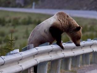 Φωτογραφία για Την προσοχή των οδηγών εφιστά η Καλλιστώ για την προστασία 2 αρκούδων που προσεγγίζουν την Καστοριά