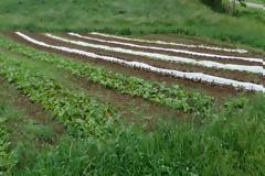 Παραγωγή τεχνητού εδάφους για καλλιέργειες από αγρότες της ερήμου στο Κατάρ