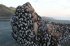 Μυστήριο με απροσδιόριστο αντικείμενο που ξεβράστηκε σε ακτή της Νέας Ζηλανδίας