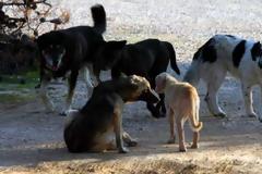 Αγέλη αδέσποτων σκυλιών στους Αγίους Αποστόλους τραυμάτισε οδηγό δικύκλου