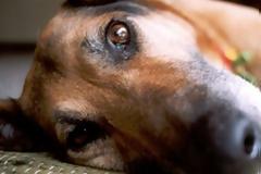 ΑΡΡΩΣΤΗΜΕΝΟ: Βιασμός σκυλίτσας στο Ηράκλειο Κρήτης