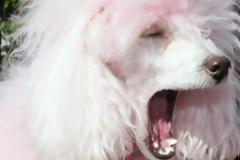 Απάθεια εξοργιστική! - Έβλεπαν από το μπαλκόνι το βιασμό του σκύλου!