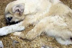 Απίστευτη καταγγελία στο Ηράκλειο: “Αρρωστημένο μυαλό” βίασε σκύλο