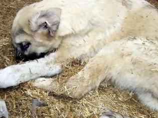 Φωτογραφία για Απίστευτη καταγγελία στο Ηράκλειο: “Αρρωστημένο μυαλό” βίασε σκύλο
