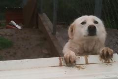 Στειρώσεις Αδέσποτων Ζώων στην Καλαμπάκα