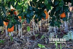 Παγετός στην Αργολίδα