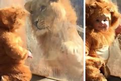 Ένα μωρό συναντάει τον βασιλιά των ζώων