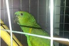 Χάθηκε παπαγάλος από κατάστημα στο Μοσχάτο - Ας βοηθήσουμε να βρεθεί