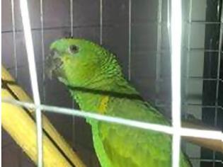 Φωτογραφία για Χάθηκε παπαγάλος από κατάστημα στο Μοσχάτο - Ας βοηθήσουμε να βρεθεί