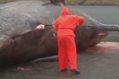 ΕΚΠΛΗΚΤΙΚΟ βίντεο: Σκάλιζε το κουφάρι μιας νεκρής φάλαινας όταν ξαφνικά...