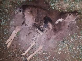 Φωτογραφία για Ρόδος: Βρήκαν 14 ελάφια νεκρά που κάποιος σκότωσε με καραμπίνα στα Μαριτσά