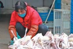 Νέα επιδημία γρίπης των πτηνών στην Ιαπωνία