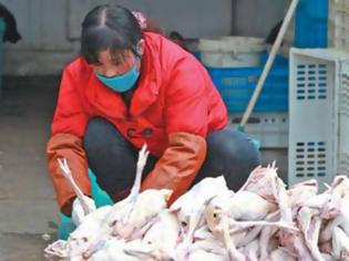 Φωτογραφία για Νέα επιδημία γρίπης των πτηνών στην Ιαπωνία