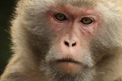 Τεχνητά αιμοφόρα αγγεία από 3D εκτυπωτή μεταμοσχεύθηκαν επιτυχώς σε μαϊμούδες