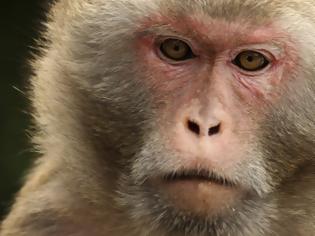 Φωτογραφία για Τεχνητά αιμοφόρα αγγεία από 3D εκτυπωτή μεταμοσχεύθηκαν επιτυχώς σε μαϊμούδες