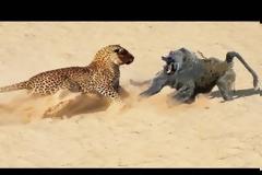 Λεοπάρδαλη ΠΑΛΕΥΕΙ με μπαμπουίνο: Ο νικήτης θα σας εκπλήξει... [video]