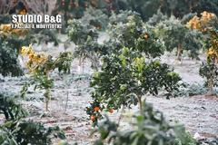 Παγωνιά στην Αργολίδα [photos]