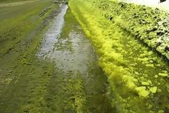 Πρασίνισε το χιόνι στη Ρωσία