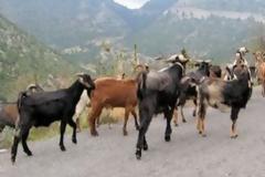 Κατσίκες προκάλεσαν τροχαίο, τραυματίστηκε σοβαρά οδηγός μηχανής