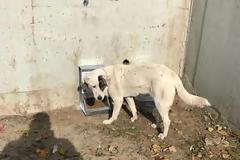 Οι περιοχές με ταΐστρες και ποτίστρες για τα αδέσποτα ζώα στον Δήμο Αχαρνών